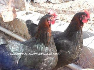 45171_black_copper_marans064a.jpg