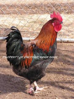 45171_black_copper_marans065a.jpg