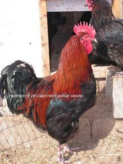 45171_black_copper_marans070a.jpg