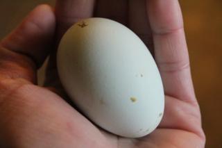 45425_ameraucana-honeys_1st_egg2_11-13-2010.jpg