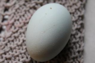 45425_ameraucana-honeys_1st_egg_11-13-2010.jpg