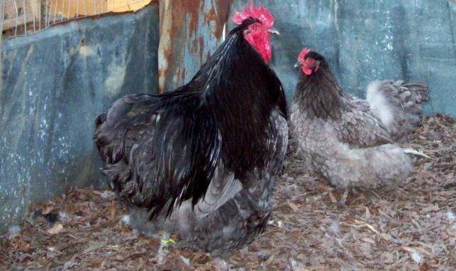 45471_half_uk_over_american_orpington_hens.jpg