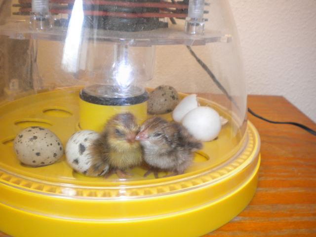 45745_quail_chicks_003.jpg