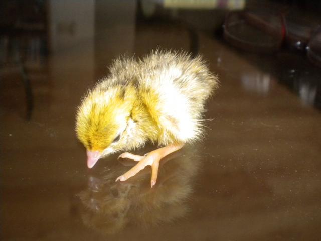 45745_quail_chicks_008.jpg