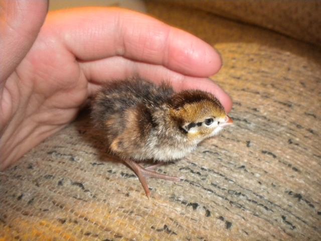 45745_quail_chicks_010.jpg