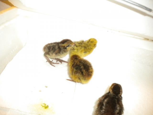 45745_quail_chicks_014.jpg