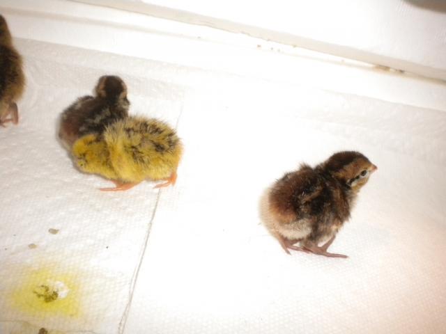 45745_quail_chicks_015.jpg