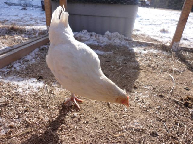 18-week-old-pullets-what-breed-are-they-pictures-page-2