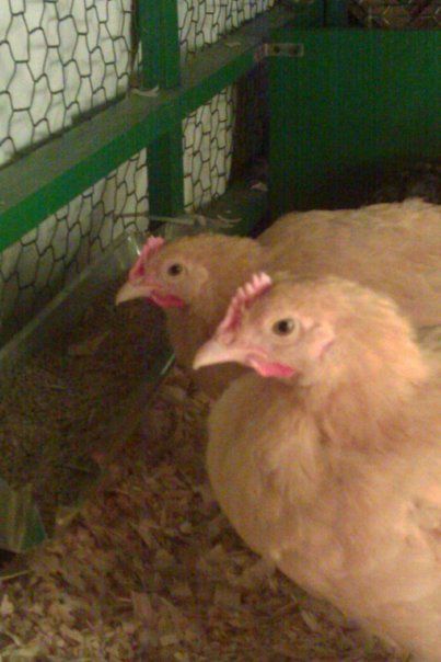 47528_chickens3.jpg