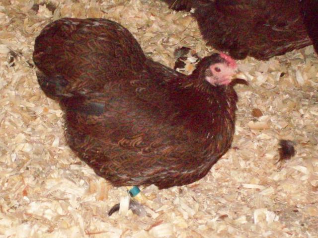 47690_chicken_pics_019.jpg