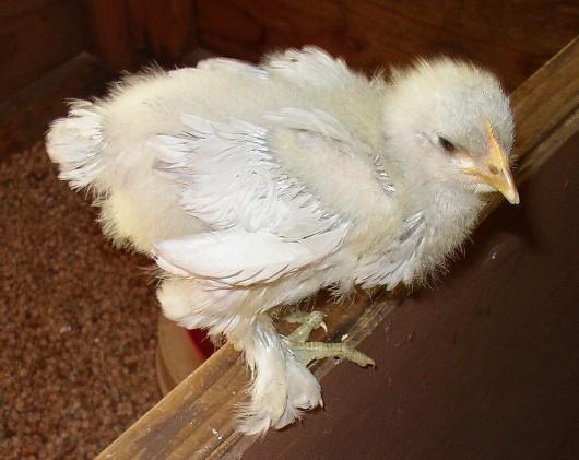 OOOOPS HELP, am I BACKWARDS??? Blue Cochin chick vs Lt. Brahma ...