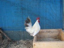 48408_blue_tailed_white_chabo_rooster.jpg