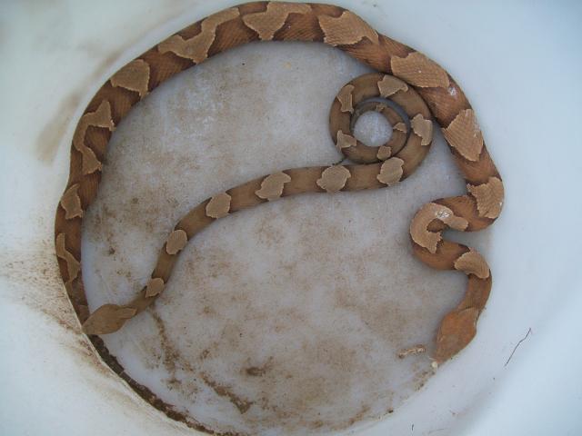 48473_snaketrap2_011.jpg