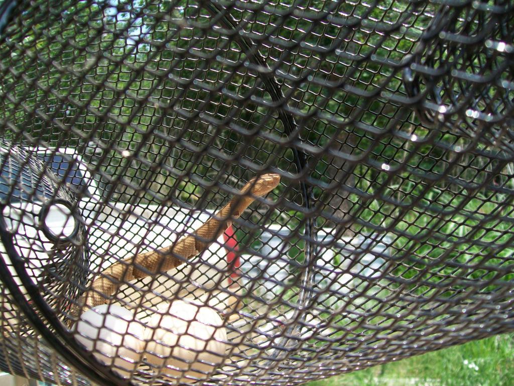 Couldn't get a good picture through the trap but I caught a water snake in  a minnow trap and it had a creek chub half way in its mouth : r/MicroFishing