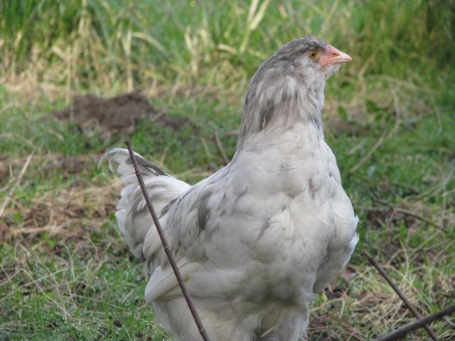 14 week-old Splash Ameraucana cockerel... Pick up only. | BackYard ...