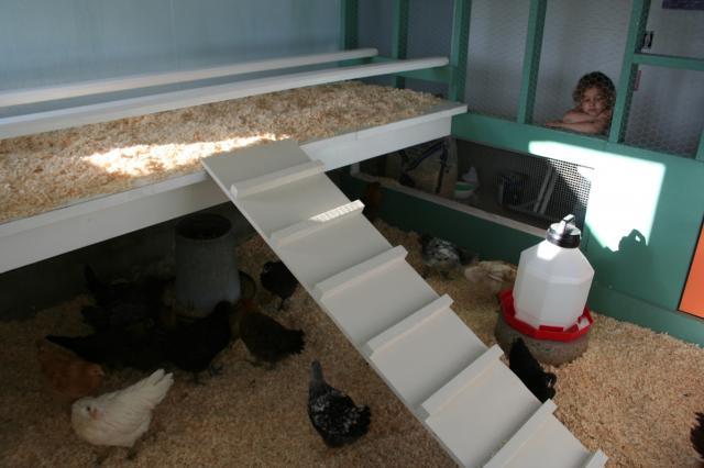 Roosting bars | BackYard Chickens - Learn How to Raise Chickens