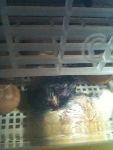 49074_2nd_chick_to_hatch_7_mar_2010.jpg