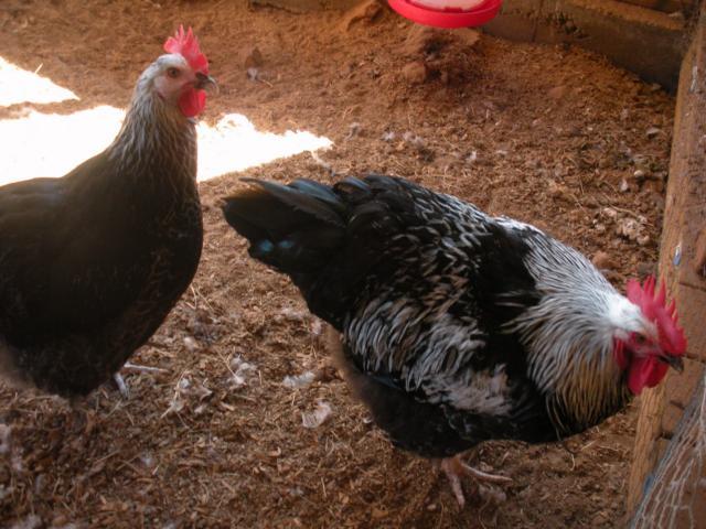 49204_roo_and_hen.jpg