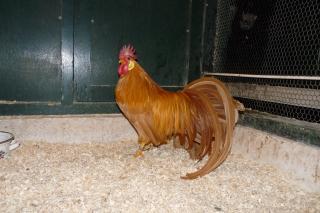 Buff Leghorn Bantams | BackYard Chickens - Learn How to Raise Chickens