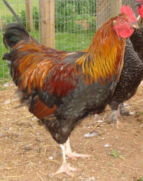 Wheaten Marans Cockerel | BackYard Chickens - Learn How to Raise Chickens
