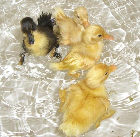 50069_duckies_034.jpg