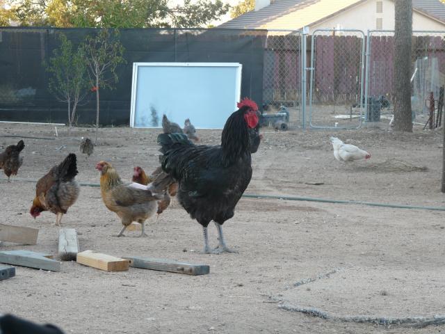 Jersey Giant (or any large breed would fit) roosting question | BackYard  Chickens - Learn How to Raise Chickens