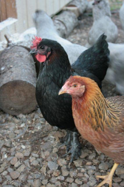 50610_marans.jpg