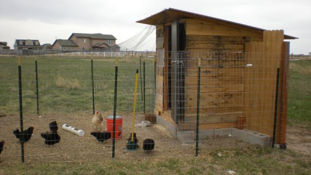 Using T posts for my run | BackYard Chickens - Learn How to Raise Chickens