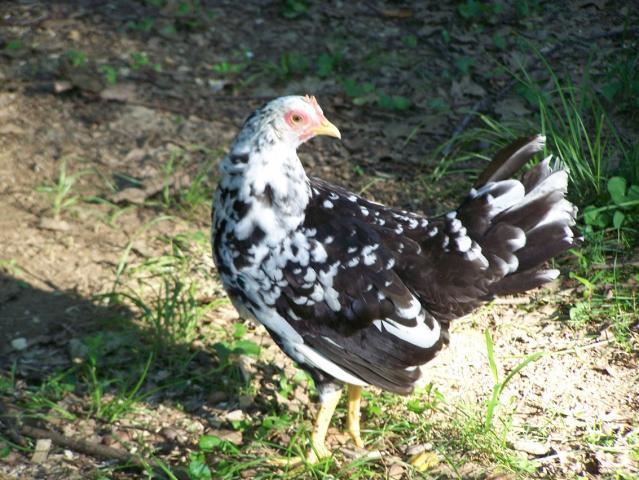 50755_expullet12.jpg