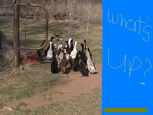 51220_ducks_020.jpg