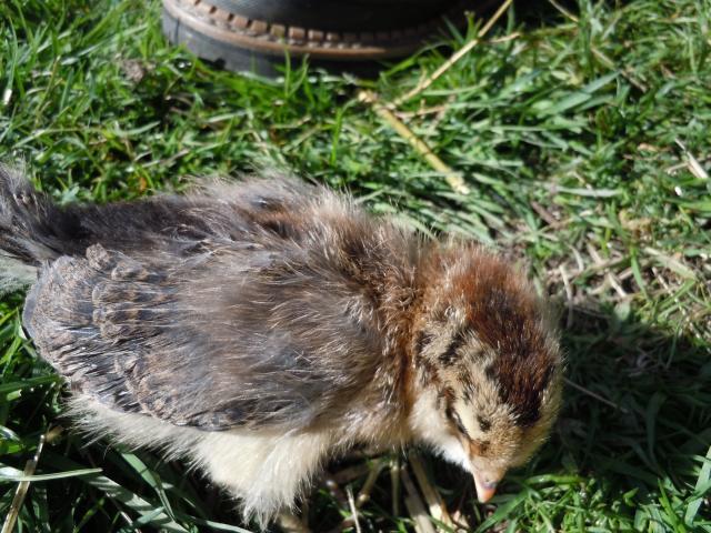 Ameraucana Chicken Color Chart