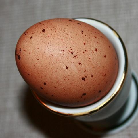 54183_speckledegg101510.jpg