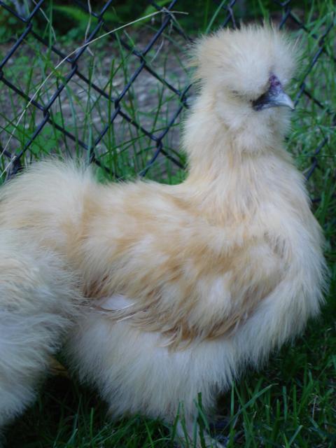 Opinions on my buff silkies? How do these guys look? | BackYard Chickens -  Learn How to Raise Chickens