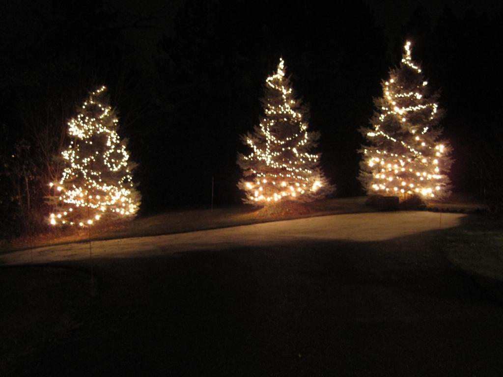 56209_3_trees_xmas_2011.jpg