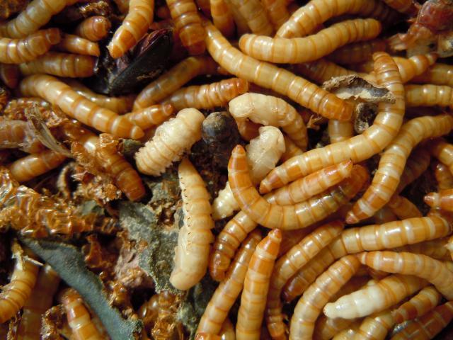 56638_mealwormspupae.jpg