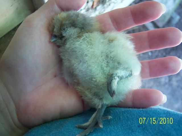 56682_100_1393_best_sleeping_chick_in_hand.jpg