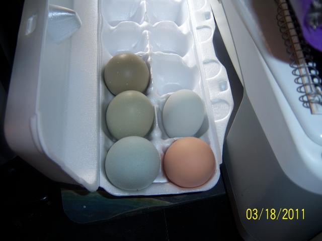 56682_100_1719_three_ameraucana_x_bo_eggs_plus_one_bopullet_egg_plus_one_silkie_x_ameraucana_egg.jpg