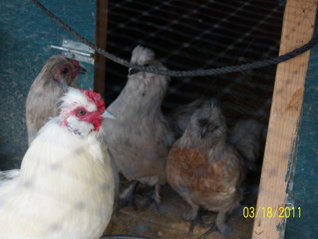 56682_100_1724_white_frizzle-gened_silkie_roo_and_three_silkiexameraucana_hens.jpg