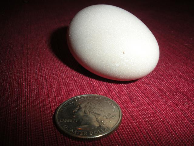 56974_first_egg_quarter.jpg