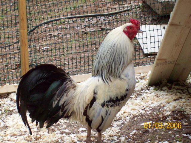 57285_chickens_004.jpg