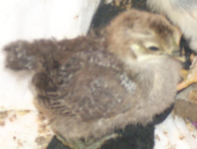 5801_april_chicks_018.jpg