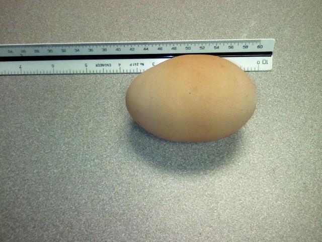 58585_egg2.jpg