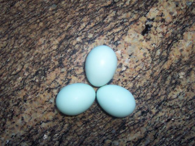 61692_first_eggs.jpg