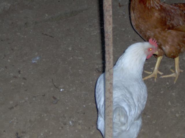 61782_my_chickens_013.jpg