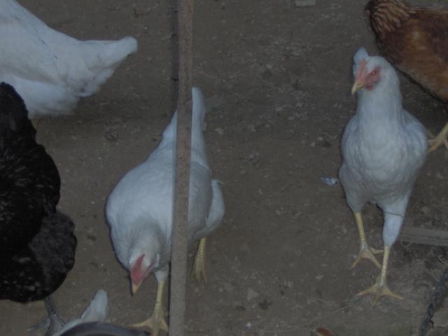 61782_my_chickens_014.jpg