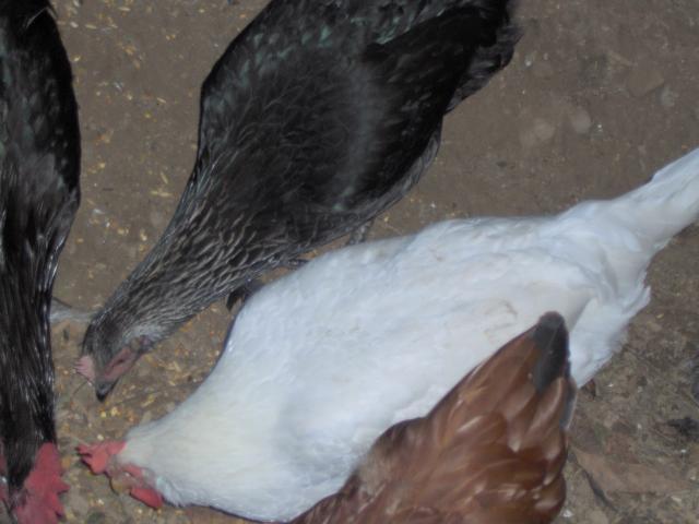 61782_my_chickens_017.jpg