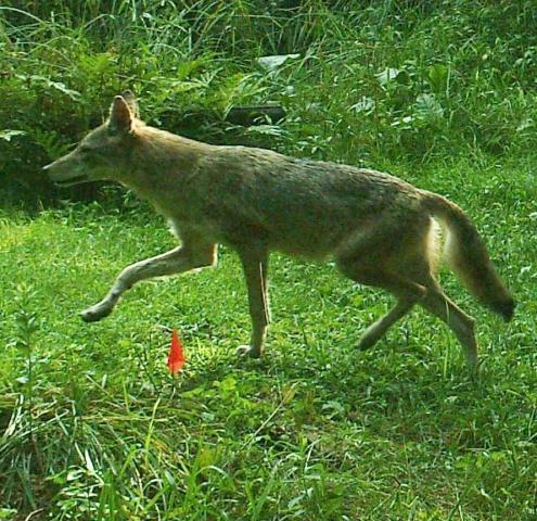 62375_coyote.jpg