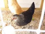 62731_new_chickens_again_003.jpg