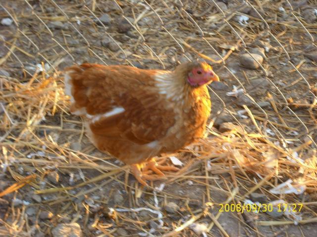 Buff Cornish Bantam??? Want more of her but what is she? | BackYard ...