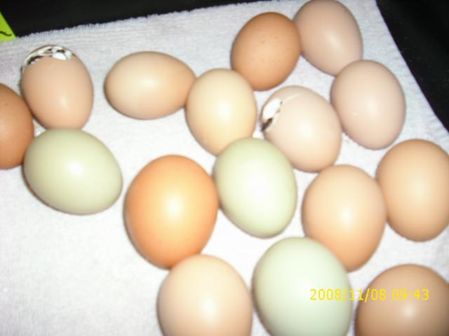 what do barred rock and rhode island red eggs look like????????????? |  BackYard Chickens - Learn How to Raise Chickens